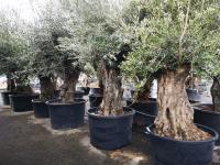 L'olivier vieux tronc  (2)
