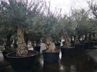 L'olivier vieux tronc 