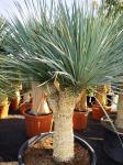 Yucca rostrata multi-têtes (2)