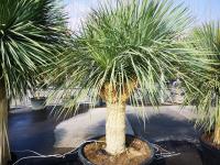 Yucca rostrata multi-têtes