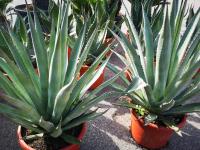 Agave palmeri 50/80