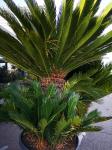 Cycas revoluta  (3)
