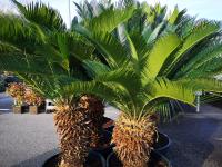 Cycas revoluta 