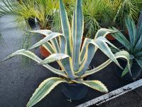 Agave americana variegata 