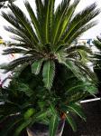 Cycas revoluta DISPONIBLE multi-tronc 130 L