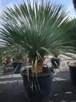 Yucca rostrata 