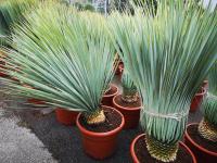  Yucca rostrata  (3)