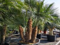 Chamaerops humilis XXL