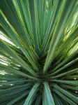 Yucca rostrata double têtes (2)